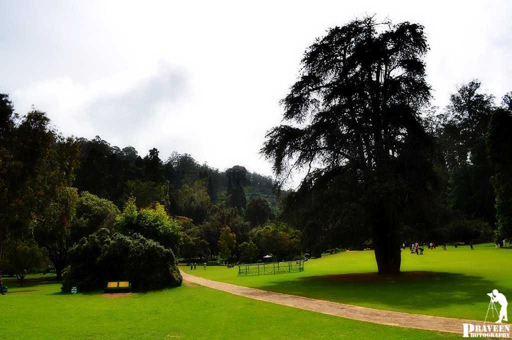ooty-botanical-gardens-img